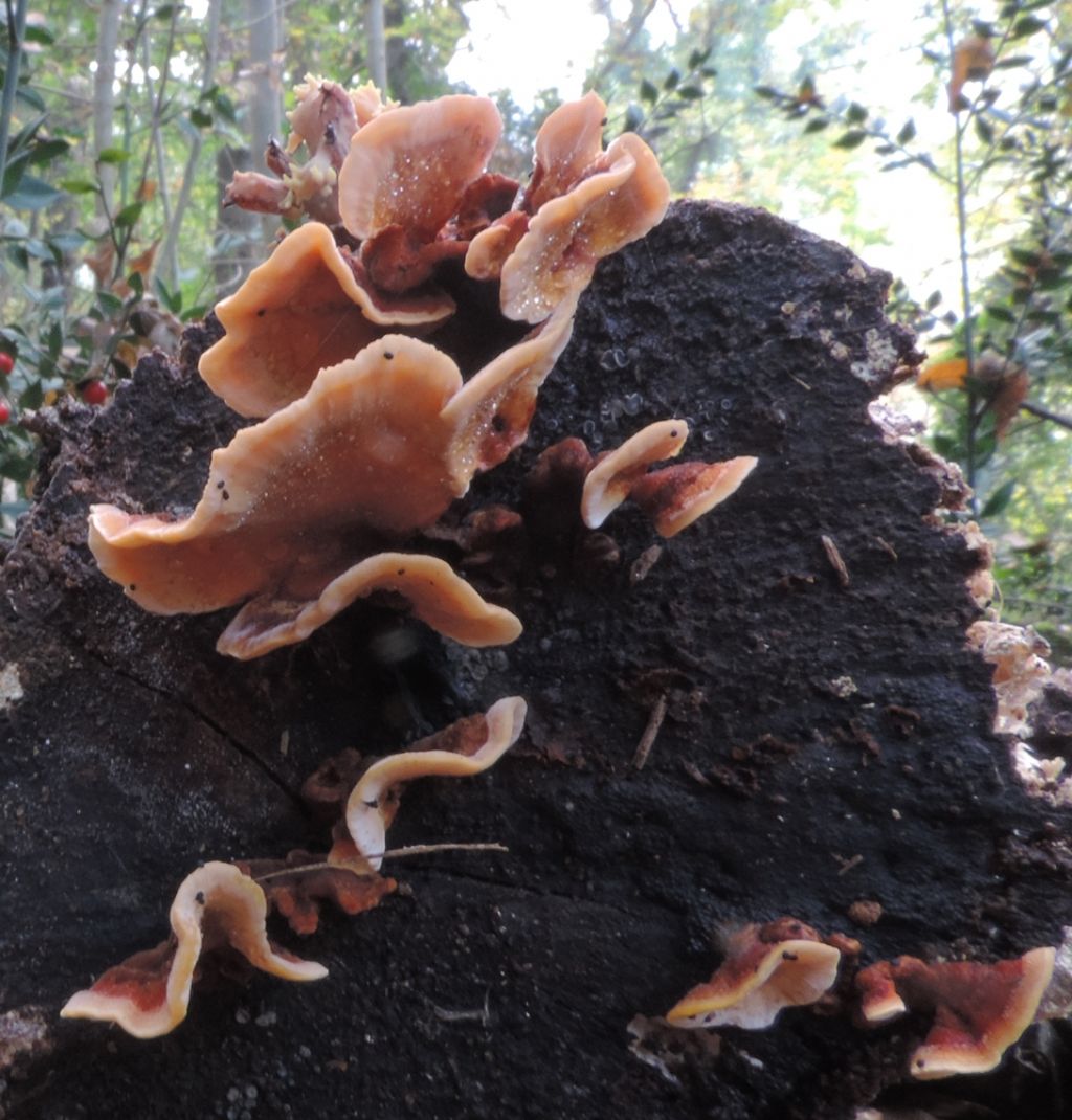 Stereum o condrostereum